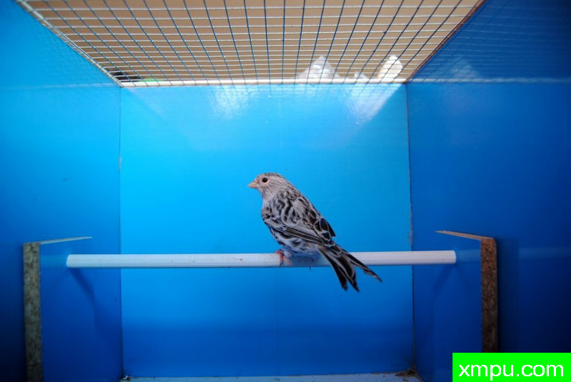 金丝雀--黑蛇纹玛瑙冠军鸟--摄影师：BATTAGLIA64摄影