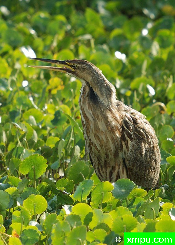美国滕---摄影师：彼得5月