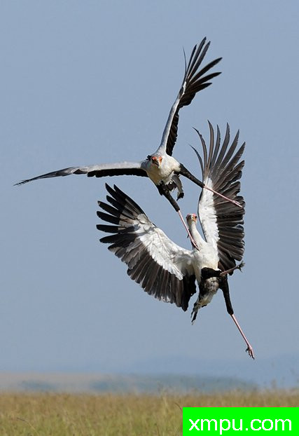 鹤舞---著名荒野摄影师：安德烈Marzorati 摄影