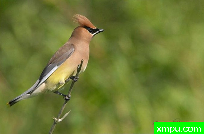太平鸟--摄影师 伍德桑摄影