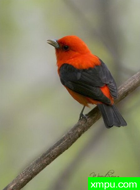 黑翅--摄影师 伍德桑摄影