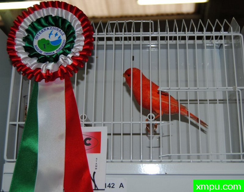 金丝雀--辣椒红冠军鸟01--摄影师：BATTAGLIA64摄影