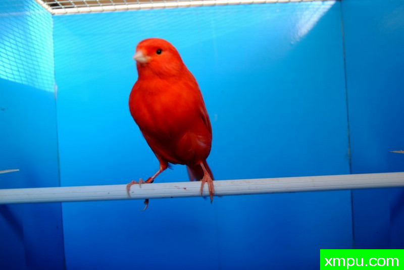 金丝雀--辣椒红冠军鸟01--摄影师：BATTAGLIA64摄影