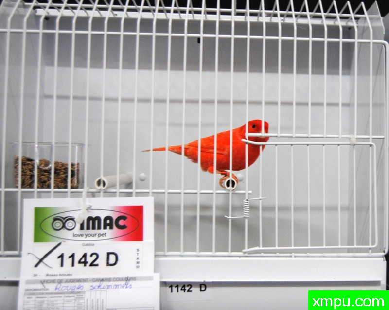 金丝雀--辣椒红冠军鸟01--摄影师：BATTAGLIA64摄影