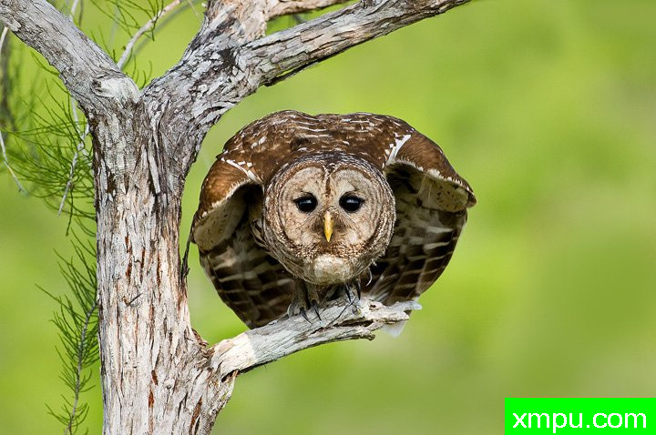 凝视---摄影师：亚历么 摄影