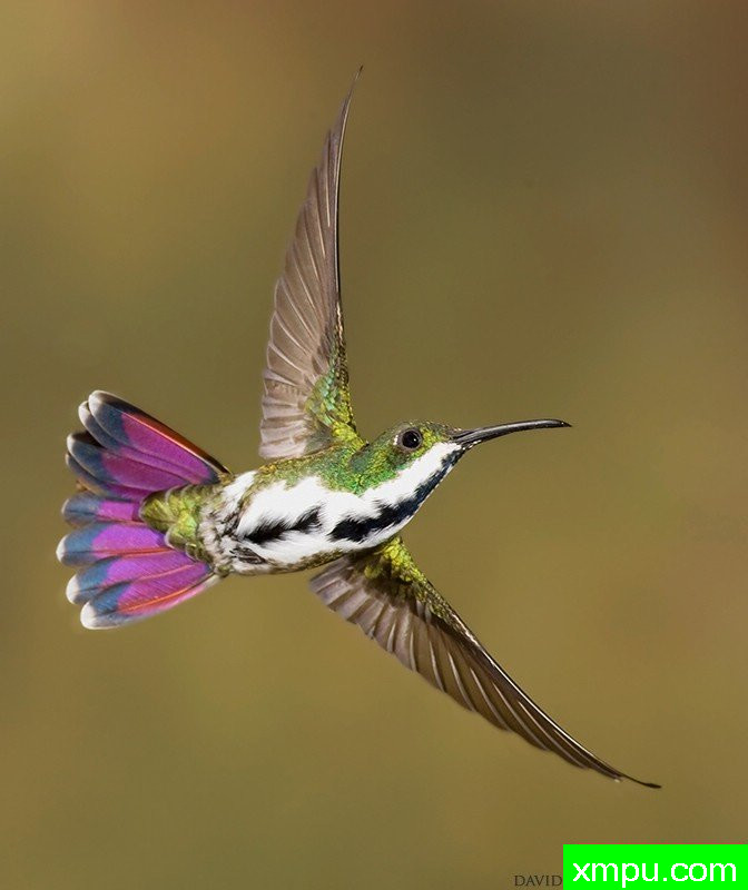 白颈蜂鸟[西印度群岛]--摄影师：大卫亨明斯摄影