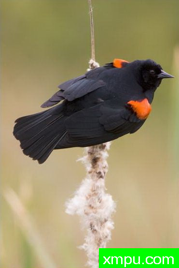 红翅黑鸟--著名摄影师：大卫考特尼摄影