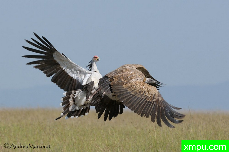 秃鹫走麦城----摄影师：安德烈马尔佐拉蒂[美国]