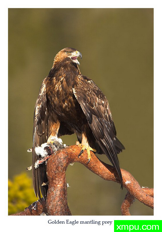 鹰王的呼声---著名荒野摄影师：丹尼绿色摄影