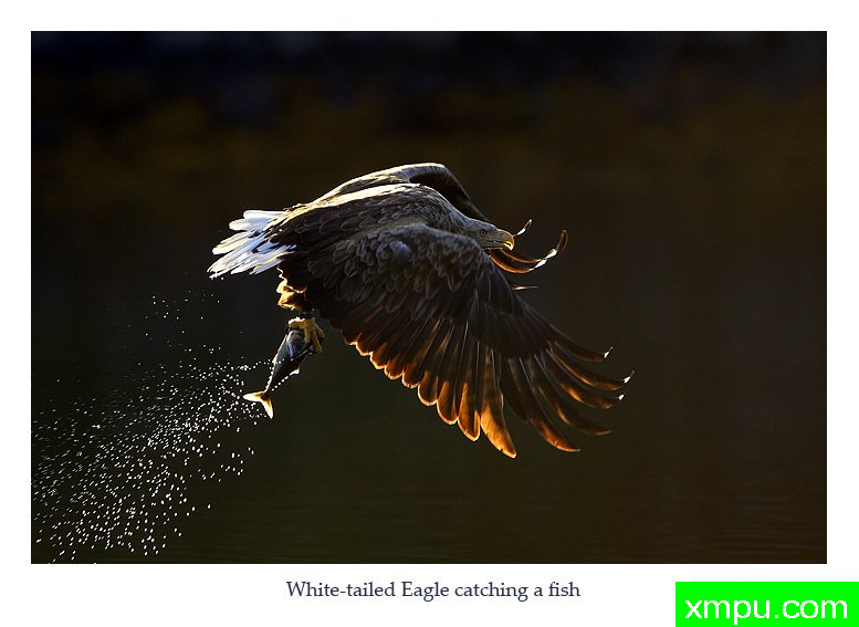 成功---著名摄影师：丹尼绿色摄影