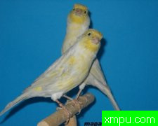 金丝雀培育师：莱斯derniers德作品[法国]