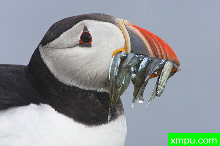 芬奇捕鱼---摄影师：爱德华兹摄影