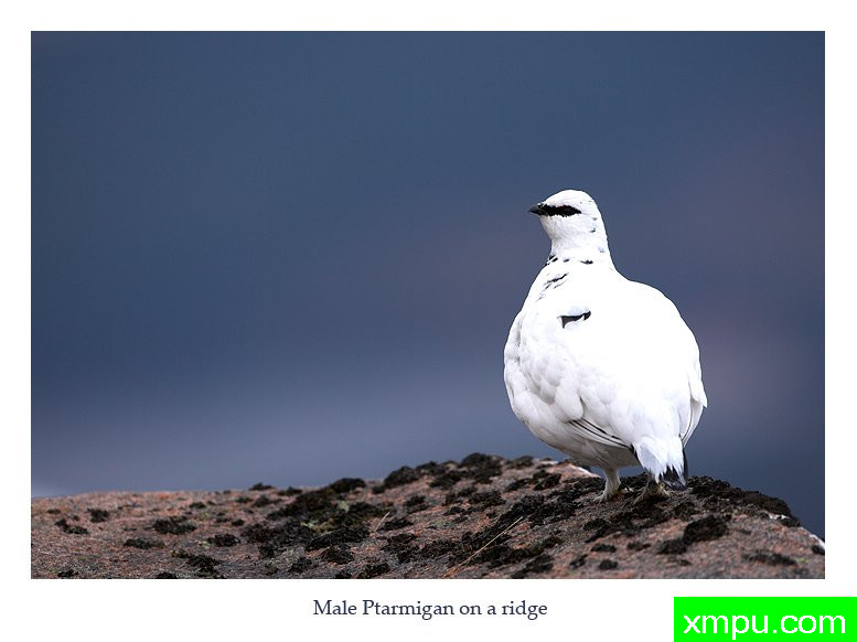 黑眉雪鸟---摄影师： 丹尼绿色摄影