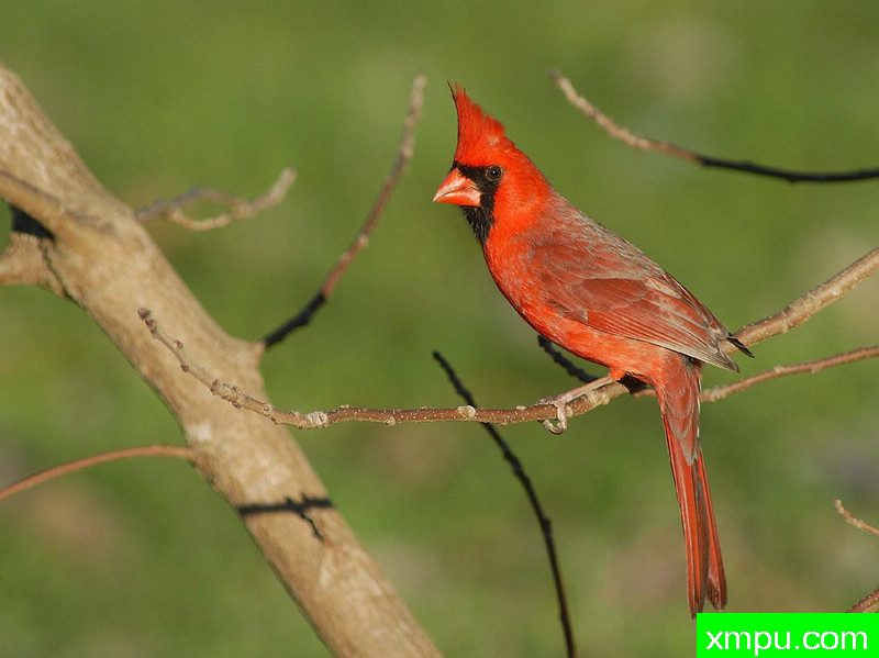枢机主教 --摄影师：罗伯特班奇摄影[美国]