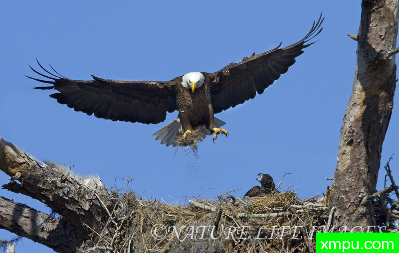 回家有了新发现----荒野摄影师--谢丽尔Molennor[美国]