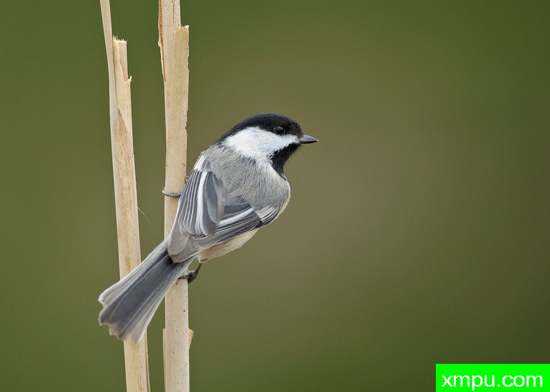 黑冠山雀 --著名摄影师：乔尔德扬[美国]