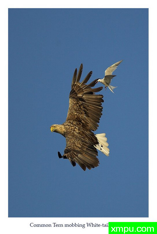 你凶---摄影师： 丹尼绿色摄影