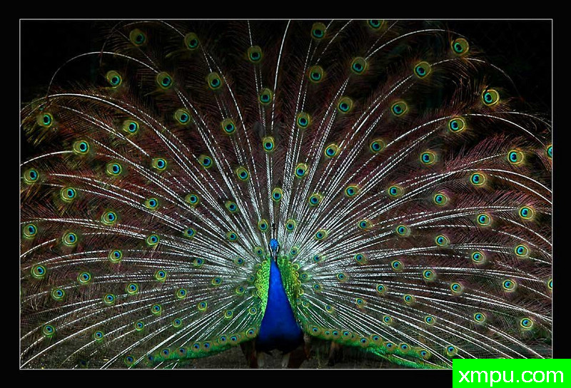 骄傲与美丽---著名摄影师 迪特尔Biskamp摄影