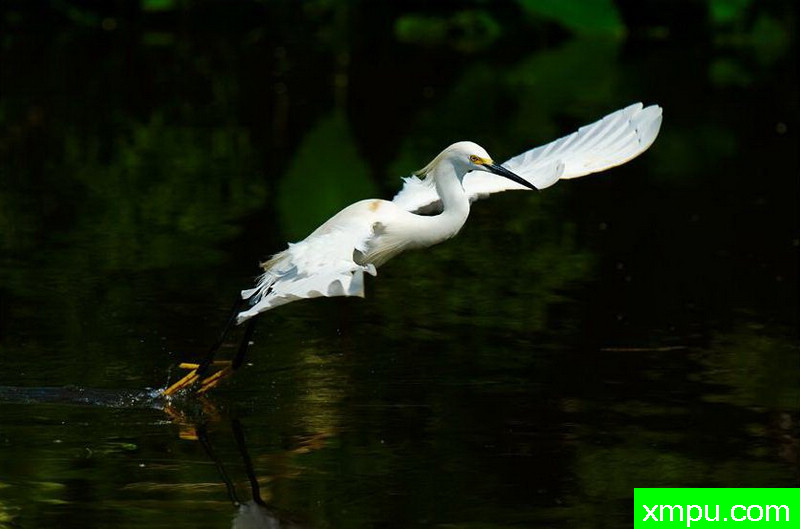 白鹭起舞--著名摄影师：大卫考特尼摄影