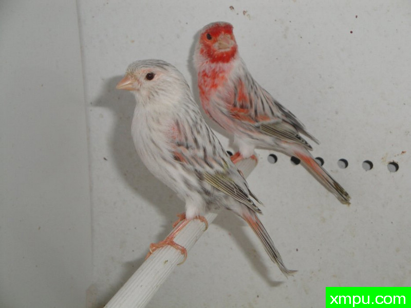 金丝雀2010流行色[一]--摄影师：Rodolphe6022摄影