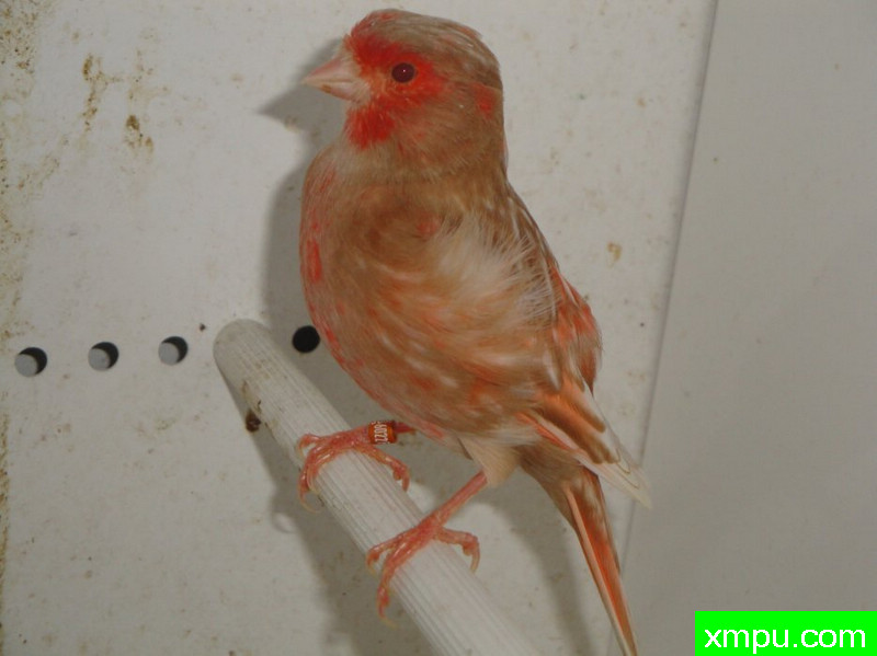 金丝雀2010流行色[一]--摄影师：Rodolphe6022摄影