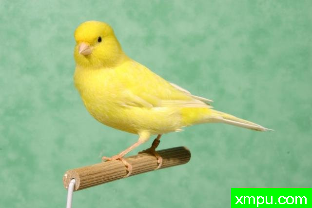 金丝雀2010流行色[一]--摄影师：Rodolphe6022摄影