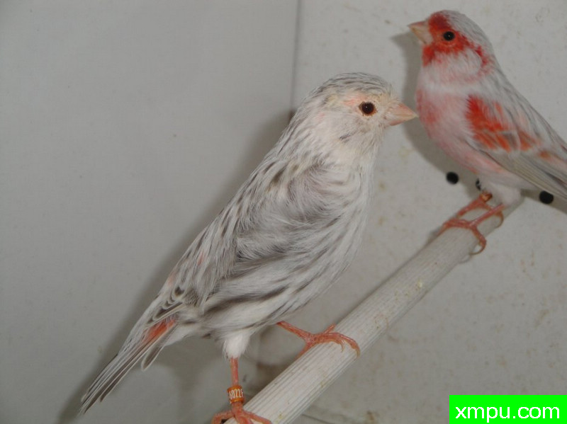 金丝雀2010流行色[一]--摄影师：Rodolphe6022摄影