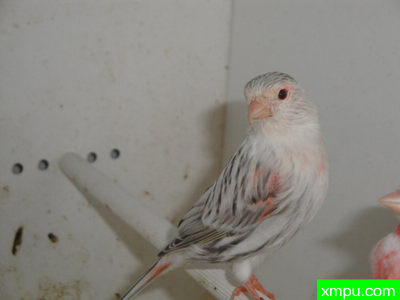 金丝雀2010流行色[一]--摄影师：Rodolphe6022摄影