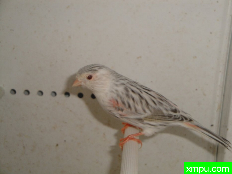 金丝雀2010流行色[一]--摄影师：Rodolphe6022摄影