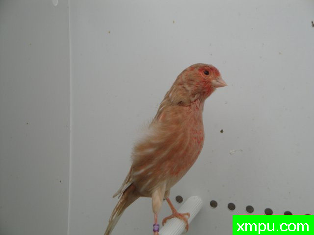 金丝雀2010流行色[一]--摄影师：Rodolphe6022摄影