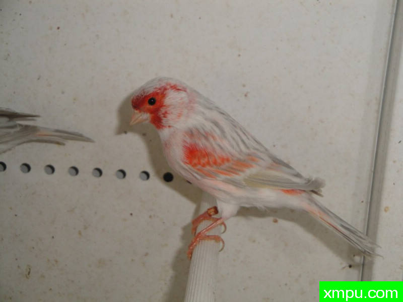 金丝雀2010流行色[一]--摄影师：Rodolphe6022摄影