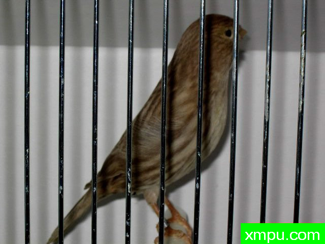 金丝雀2010流行色[一]--摄影师：Rodolphe6022摄影