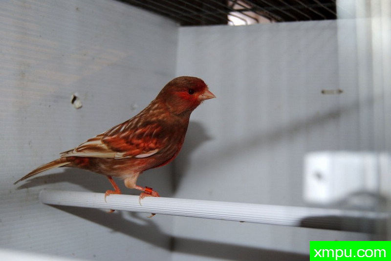 金丝雀2010流行色[一]--摄影师：Rodolphe6022摄影