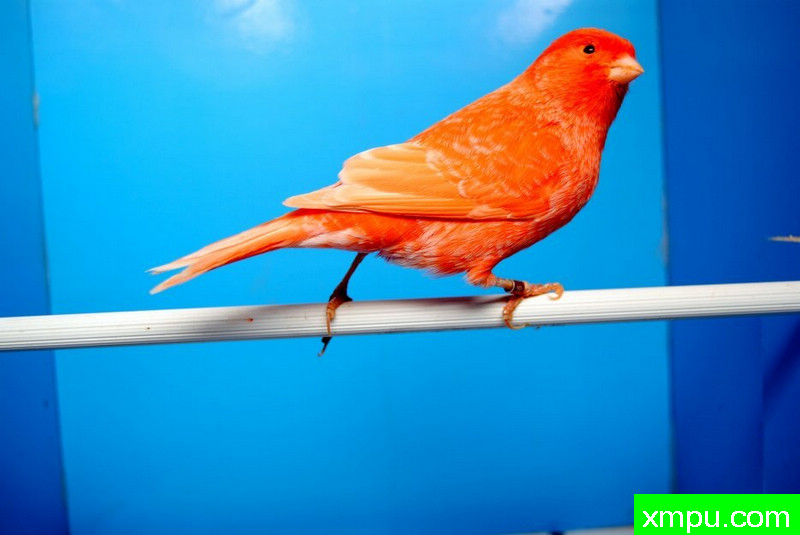 金丝雀2010流行色[一]--摄影师：Rodolphe6022摄影