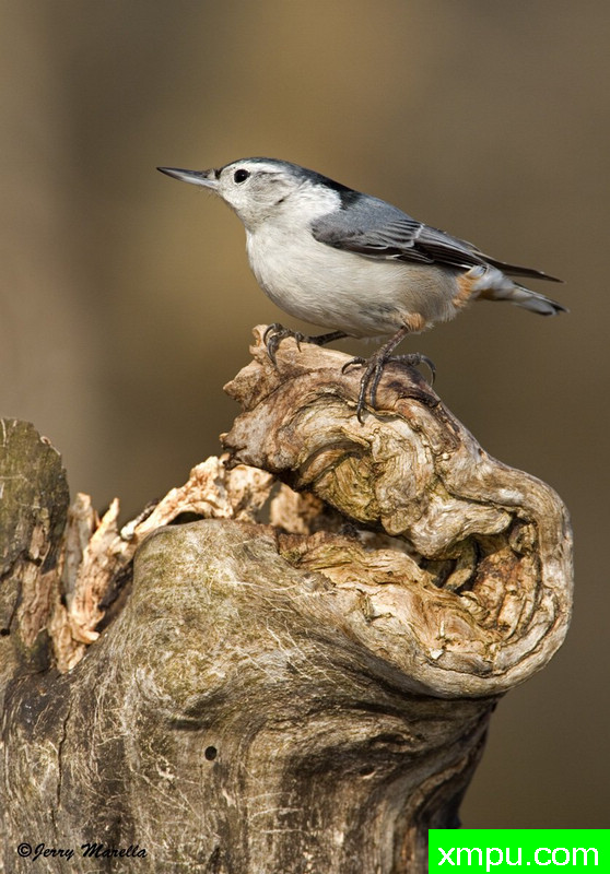世界银行鳾 --摄影杰里马尔拉[美国]