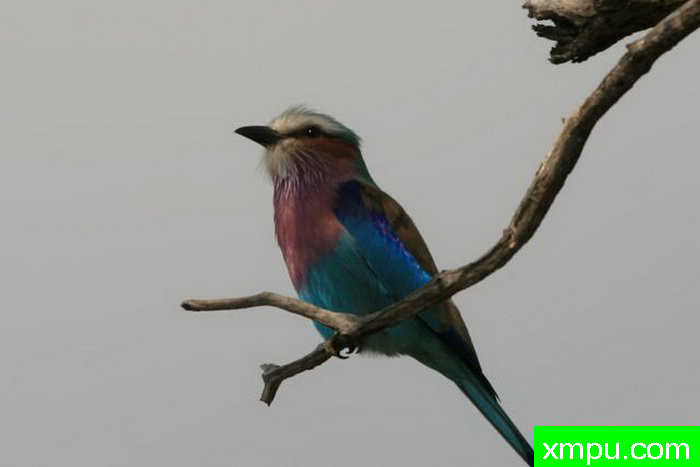 坦桑宝石 - 丁香胸辊---摄影师： 达伦Colello