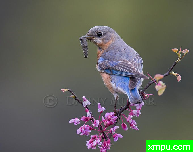 东方蓝鸟 ---摄影师：丹尼Mustar 摄影