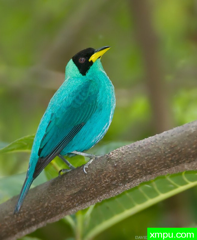 绿色蜂蜜克里珀--著名摄影师：大卫亨明斯摄影