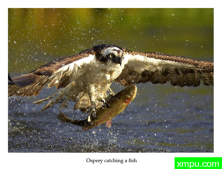 鱼鹰合作---著名荒野摄影师：丹尼绿色摄影