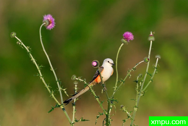 剪刀尾蓊--摄影师：旨意摄影