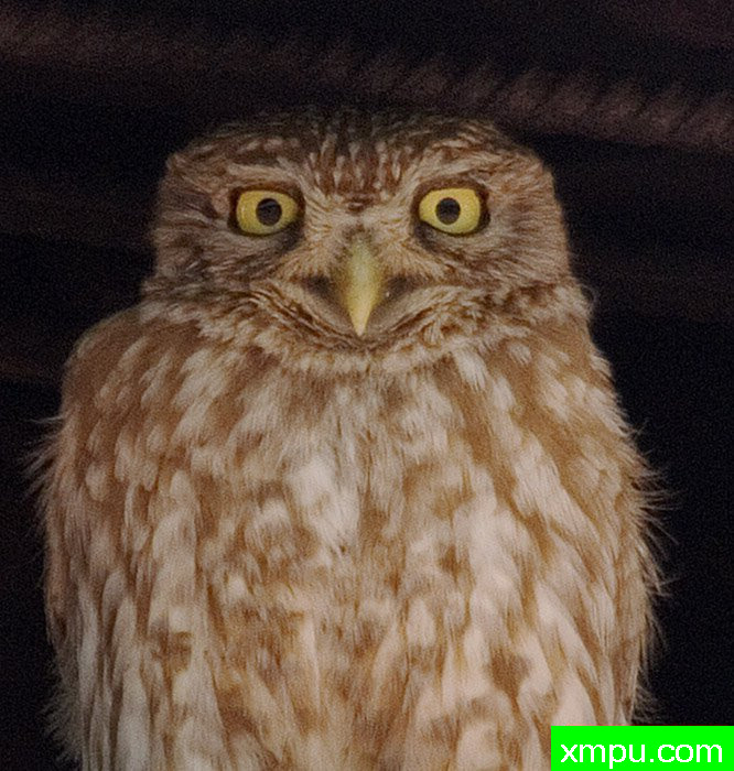 枭[保加利亚]--摄影师：克利夫诺顿BAHons 摄影