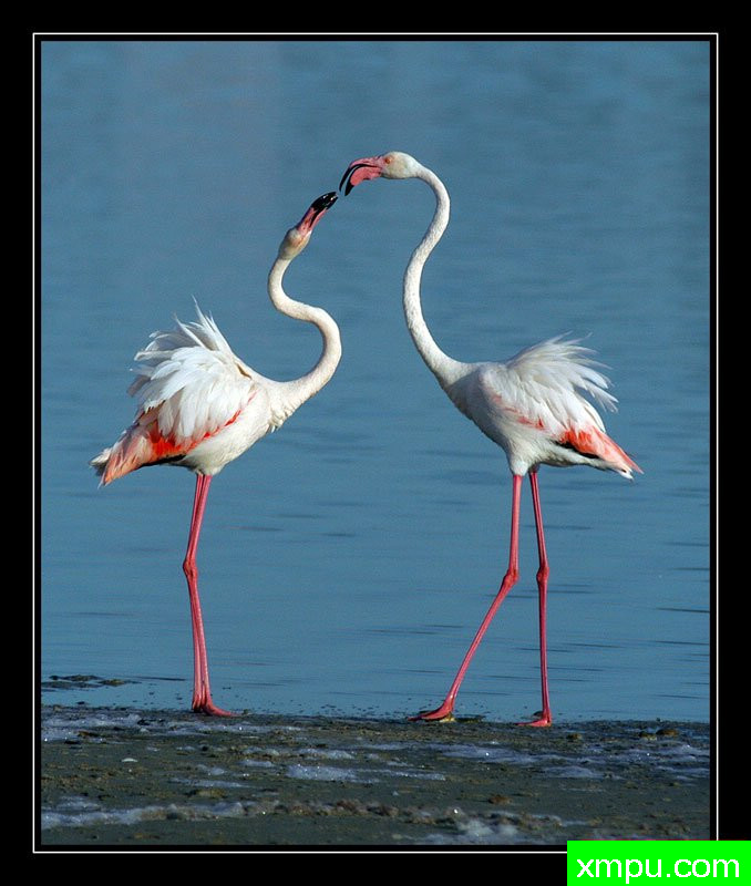 亲蜜---摄影师： Giangiorgio Crisponi摄影