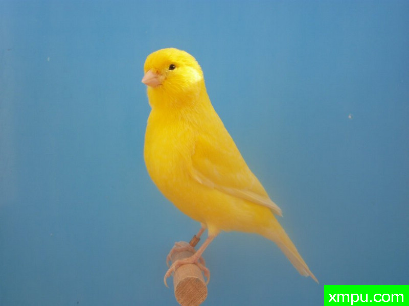 金丝雀-男性jaune蛋黄希梅尔--摄影师：迈克尔罗杰[法国]