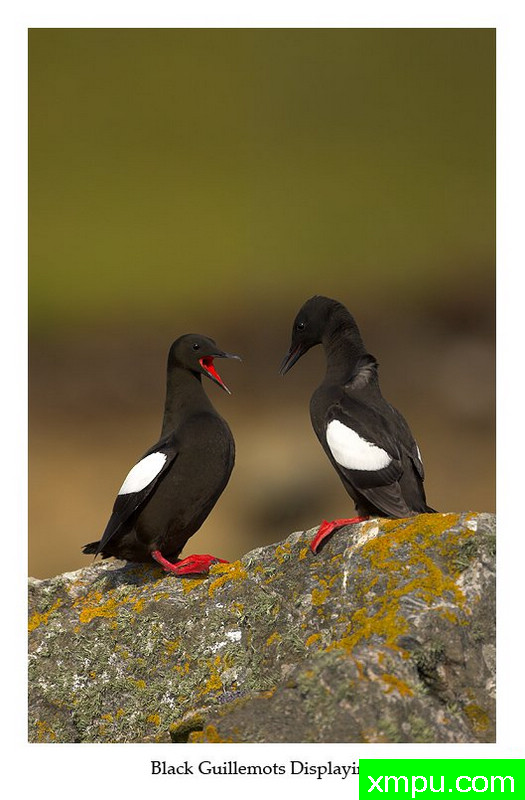 海鸠 ---著名摄影师： 丹尼绿色摄影