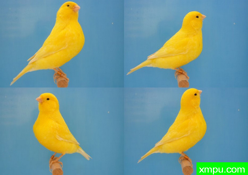 男性jaune金黄希梅尔群--摄影师：迈克尔罗杰[法国