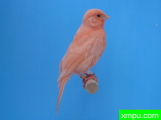 金丝雀--男性玫瑰希梅尔--摄影师：马激情德卡纳里斯[法国]