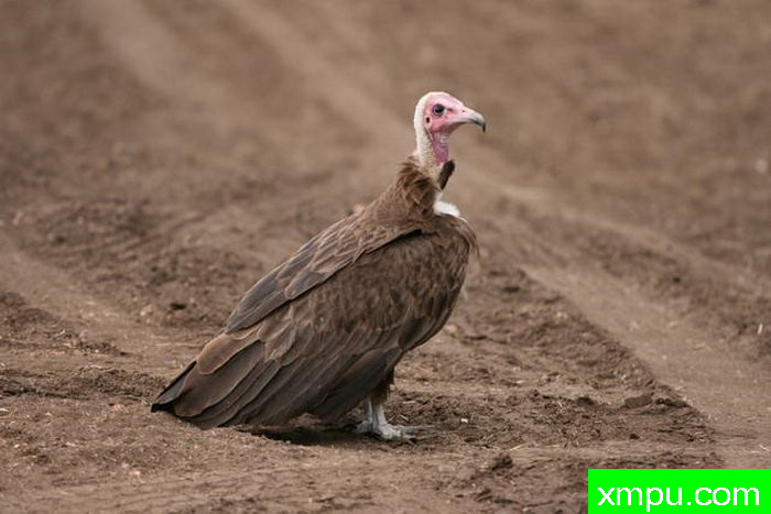 连帽秃鹰---摄影师： 达伦Colello  摄影