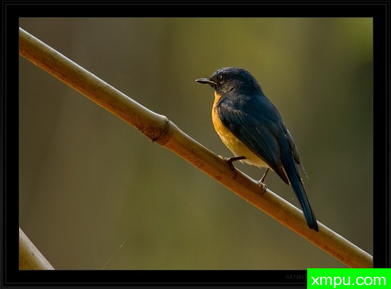 黄腹蓝鹟 - Cyornis tickelliae] - Srirangapatna印度]