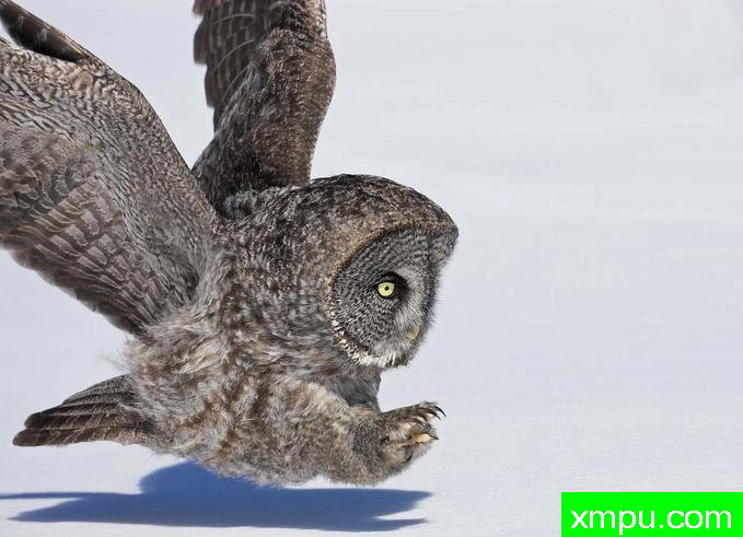 乌林鸮的神爪--著名摄影师：大卫亨明斯摄影