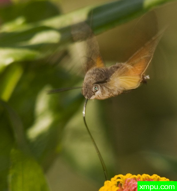 蜂鸟天蛾飞行[保加利亚]--摄影师：克利夫诺顿BAHons 摄影